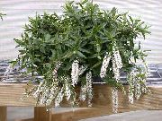 bianco Hebe Fiori al coperto foto