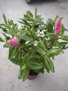 foto rosa Flores internas Hebe