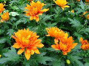 orange Floristen Mama, Mama Topf Pot Blumen foto