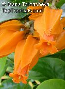 orange Goldfinger Werk Pot Blumen foto