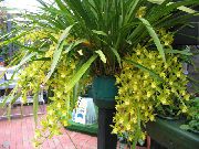 jaune Cymbidium Fleurs d'intérieur photo