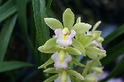 bianco Cymbidium Fiori al coperto foto