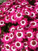 photo pink Indoor flowers Cineraria cruenta