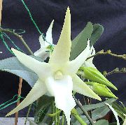 herbeux Orchidée Comète, Étoile De Bethléem Orchidée, Fleurs d'intérieur photo