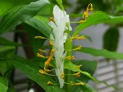 foto Dancing Lady Flores internas