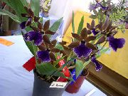 深蓝 Zygopetalum 盆花 照片