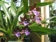 照片 红葡萄酒 盆花 Zygopetalum