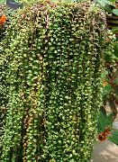 foto rot Pot Blumen Columnea, Skandinavier Feuerwerk, Goldfisch Weinstock