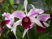 foto Laelia Flores internas