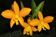 fénykép sárga Beltéri virágok Laelia
