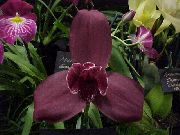 шөпті Likasta, үй гүлдері фото