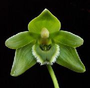 fehér Lycaste Beltéri virágok fénykép