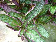 foto weiß Pot Blumen Waffelanlage