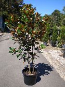 nuotrauka baltas Vidinis gėlės Magnolija