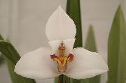 foto branco Flores internas Coconut Pie Orchid