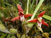 foto vermelho Flores internas Coconut Pie Orchid