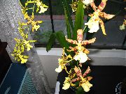fotografie galben Flori de interior Tigru Orhidee, Crin Orhidee Vale