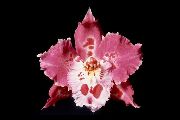 fotografie roz Flori de interior Tigru Orhidee, Crin Orhidee Vale