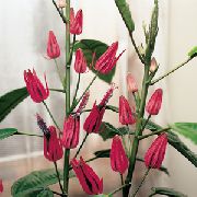 粉红色 Pavonia 盆花 照片