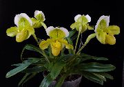 fotoğraf sarı Kapalı çiçek Terlik Orkide