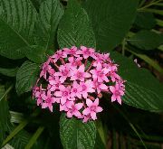 braun Pentas, Sternblume, Sternhaufen  foto