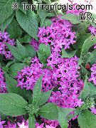 фото бузковий Домашні квіти Пентас