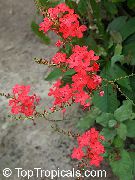 červená Leadworts Pokojové květiny fotografie
