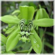 フォト 緑色 室内の花 セロジネ