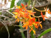orange Knopf Orchidee Pot Blumen foto