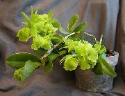 foto grün Pot Blumen Knopf Orchidee