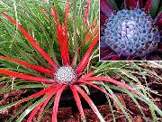 hellblau Fascicularia Bicolor Pot Blumen foto