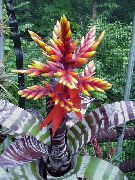 κόκκινος Ασημένιο Αγγείο, Εργοστάσιο Λάρνακα, Βασίλισσα Των Bromeliads εσωτερική Λουλούδια φωτογραφία