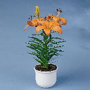 orange Lilium Pot Blumen foto