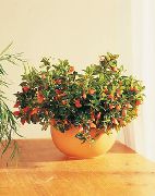 orange Hypocyrta, Goldfish-Pflanzen Pot Blumen foto