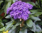 パープル ドワーフ海洋チェリーパイ 室内の花 フォト