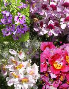 foto lilla Indendørs blomster Dårlig Mans Orkidé