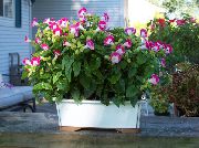 grianghraf bándearg  Bláth Wishbone, Slipper Ladys, Sciathán Gorm