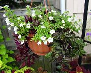 grianghraf bán  Bláth Wishbone, Slipper Ladys, Sciathán Gorm