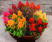 orange Hahnenkamm Pot Blumen foto