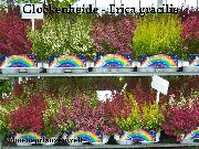 hvit Erika Innendørs blomster bilde