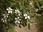 hvit New Zealand Tea Tree Innendørs blomster bilde