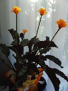 orange Calathea, Zebra Pflanze, Pfau Pflanze Pot Blumen foto