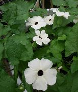 photo white Indoor flowers Black eye Susan
