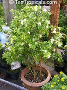 foto branco Flores internas Bark Tree, Orange Jessamine