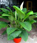 bilde hvit Innendørs blomster Fred Lilje