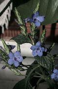 hellblau Blauer Weise, Blauer Eranthemum Pot Blumen foto