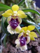 ფოტო Haraella შიდა ყვავილები