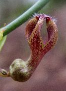 照片 红葡萄酒  葡萄酒玻璃藤本植物，喷泉花，降落伞厂