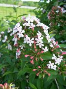 hvit Abelia Innendørs blomster bilde