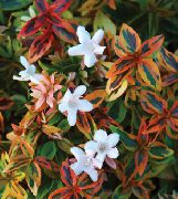 照片 白 盆花 六道